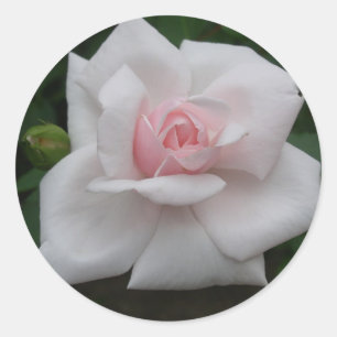 Pink rose classic round sticker