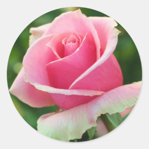Pink Rose Classic Round Sticker