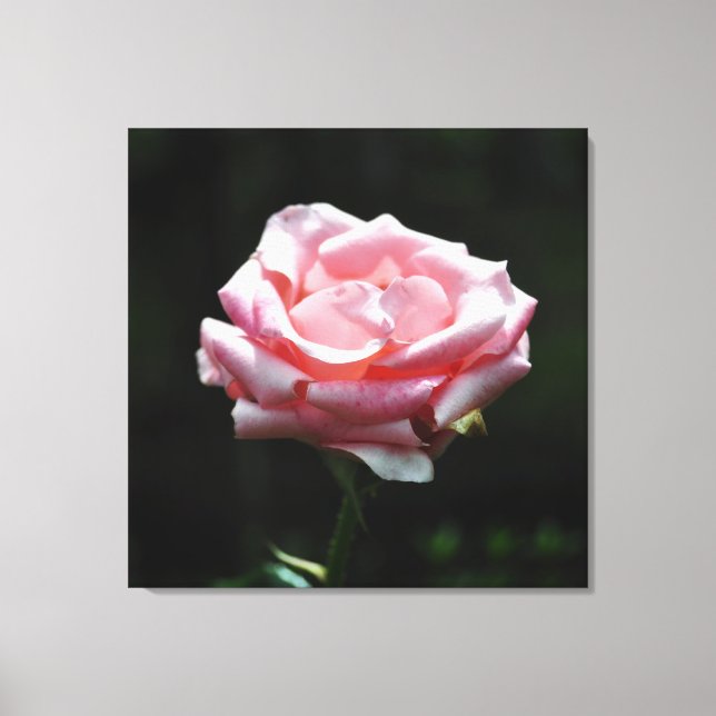 Pink Rose Close-up Canvas Print (Front)