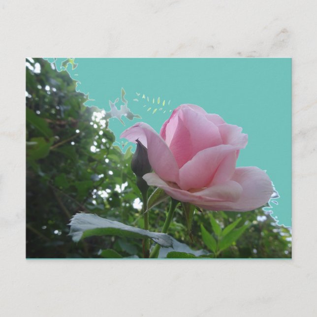 Pink Rose Close Up DIY Postcard (Front)