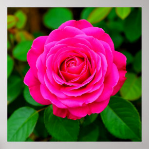 Pink Rose Close-Up Romantic Floral Wall Art Print