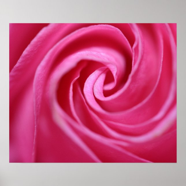 Pink rose closeup poster (Front)