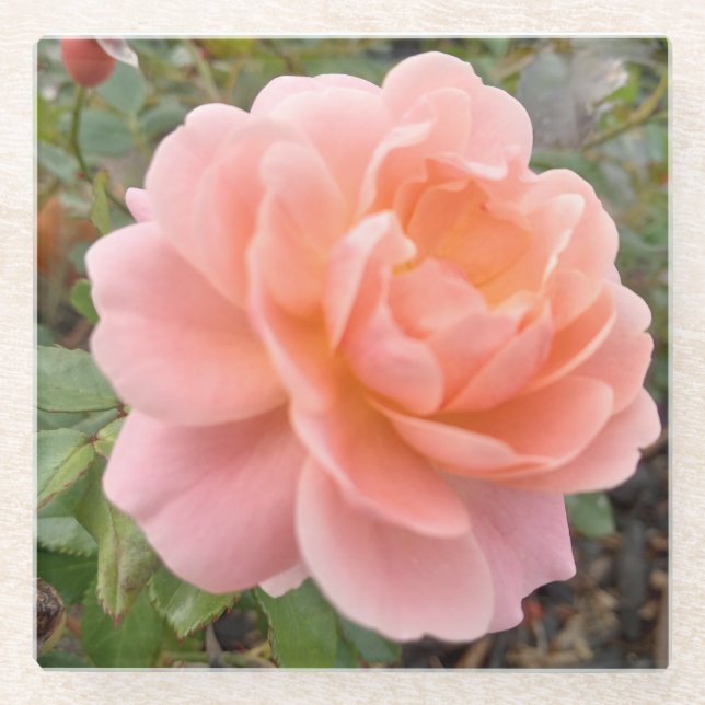 Pink Rose Coster Glass Coaster (Front)