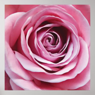 Pink rose detail, nature garden flower poster