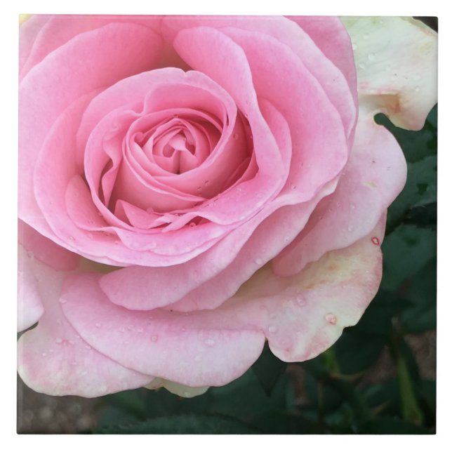 Pink Rose Flower Ceramic Tile (Front)
