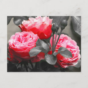 Pink Rose Flower Colour Pop Photography Postcard