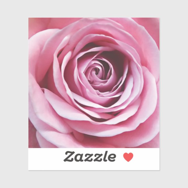 Pink Rose flower in bloom garden (Sheet)