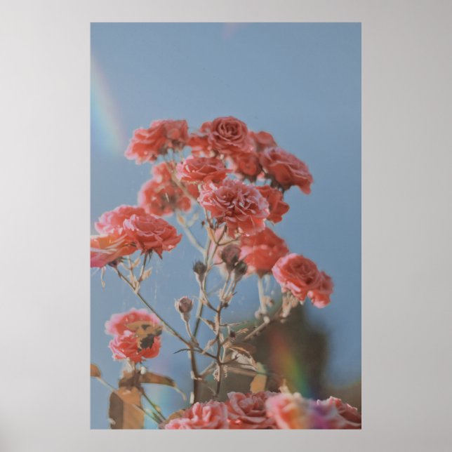 PINK ROSE FLOWER POSTER (Front)