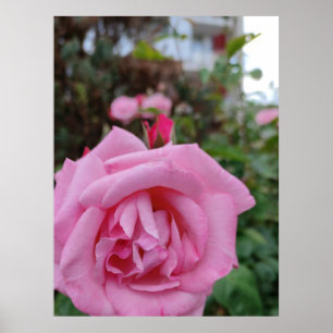 Pink rose flower poster