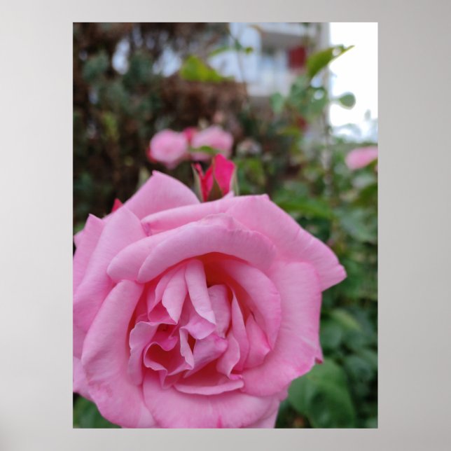 Pink rose flower poster (Front)