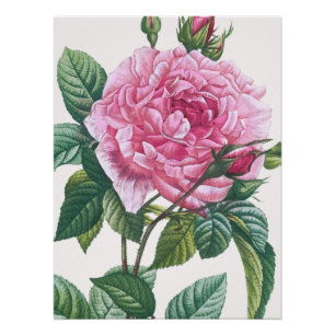 Pink Rose Flowers with Green Leaves Poster