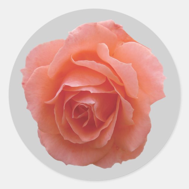 Pink Rose for You Classic Round Sticker (Front)