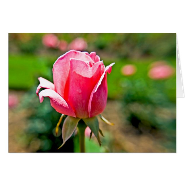 Pink Rose Garden (Front Horizontal)