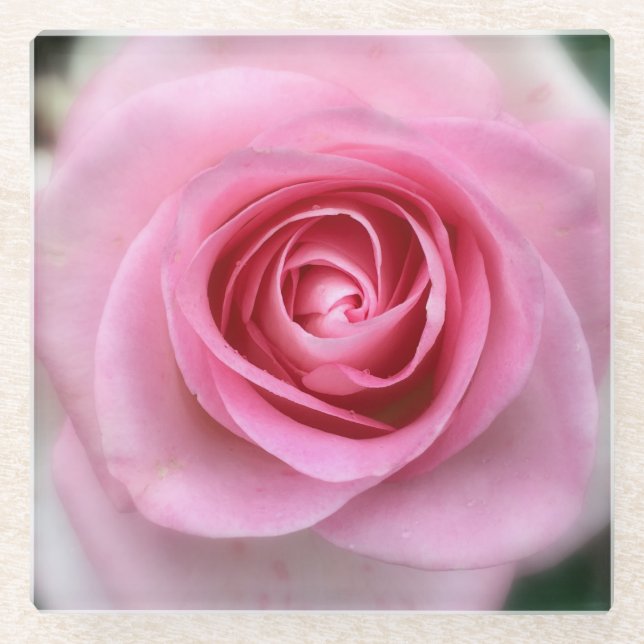 Pink Rose Glass Coaster (Front)