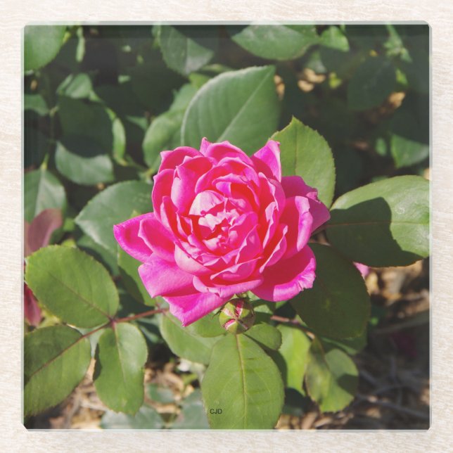 Pink Rose glass coaster (Front)