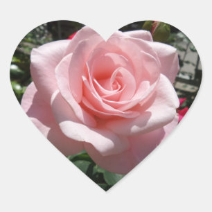 Pink Rose Heart Sticker