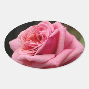 Pink Rose I Pretty Floral Photography Oval Sticker