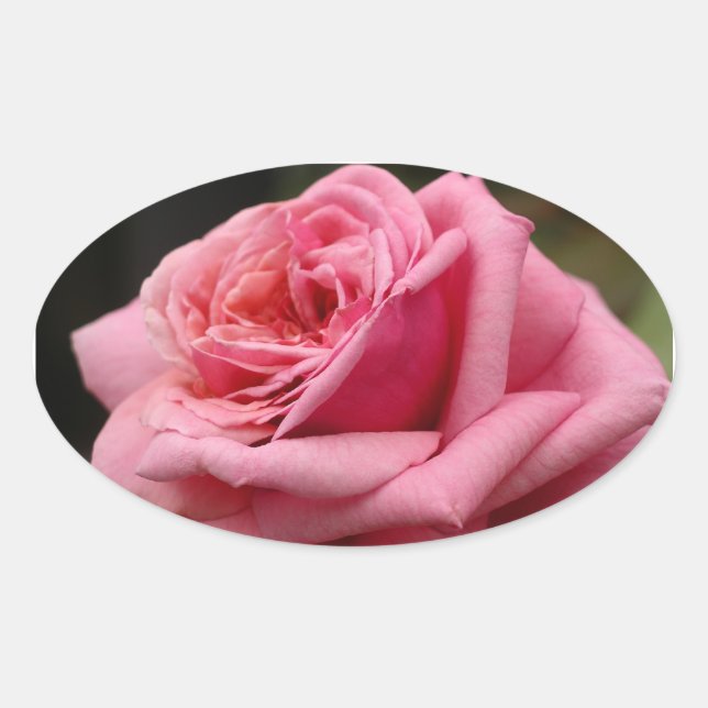 Pink Rose I Pretty Floral Photography Oval Sticker (Front)