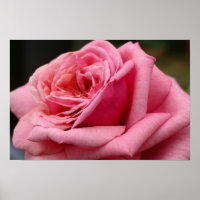 Pink Rose I Pretty Floral Photography