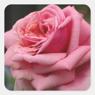 Pink Rose I Pretty Floral Photography Square Sticker