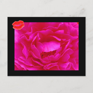 Pink Rose II Postcard