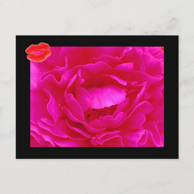 Pink Rose II Postcard (Front)