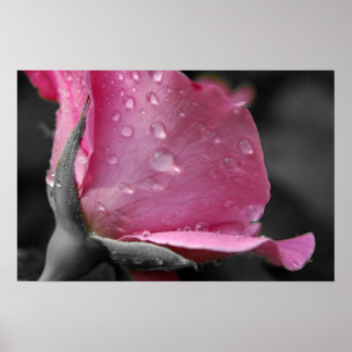 Pink Rose II Poster