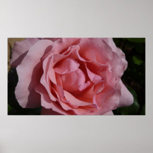 Pink Rose II Pretty Floral Poster
