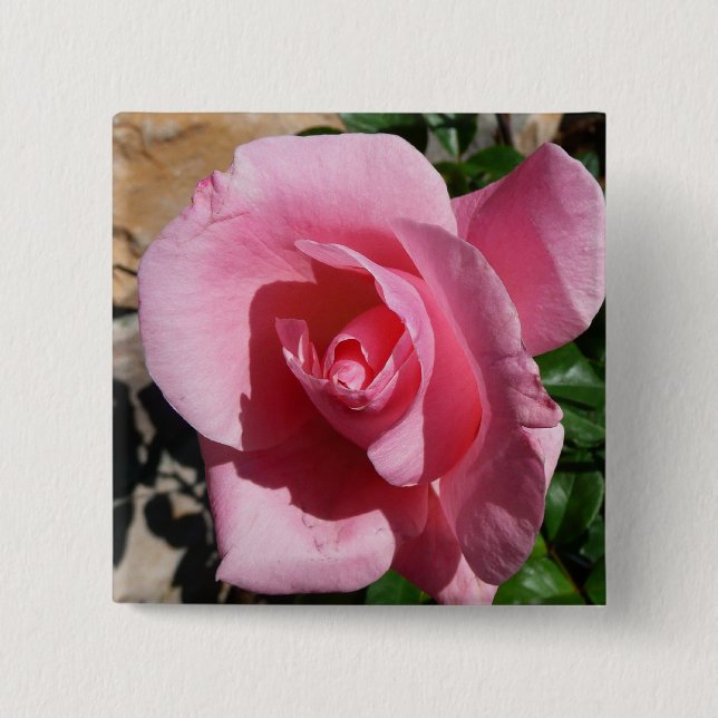 Pink Rose III Garden Floral 2 Inch Square Button (Front)