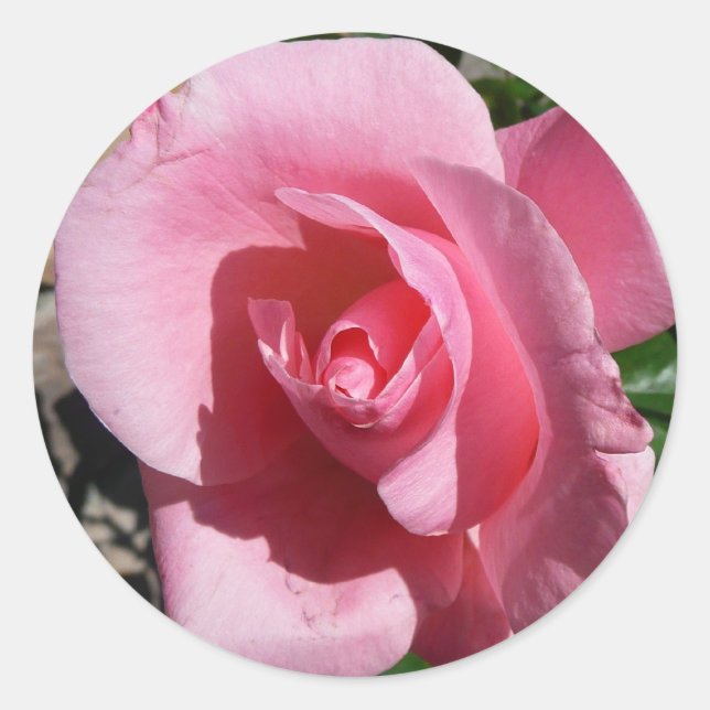 Pink Rose III Garden Floral Classic Round Sticker (Front)