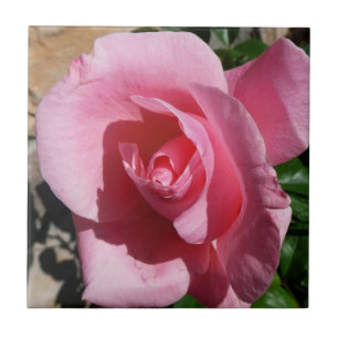 Pink Rose III Garden Floral Tile