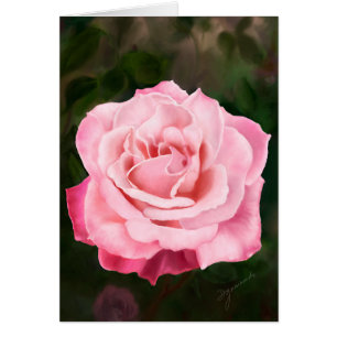 Pink Rose in Full Bloom