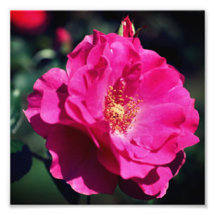 Pink Rose In Full Bloom Close Up 8x8 Photo Print