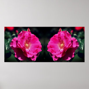 Pink Rose In Full Bloom Close Up Mirrored Poster