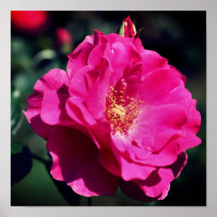 Pink Rose In Full Bloom Close Up Poster