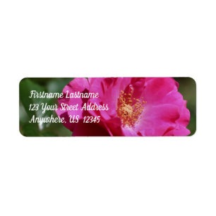 Pink Rose In Full Bloom Floral Address