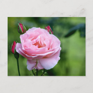 Pink rose in full bloom with buds postcard