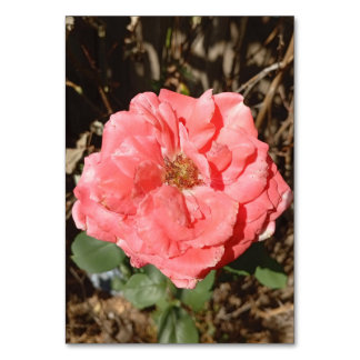 Pink rose in the garden close up table number
