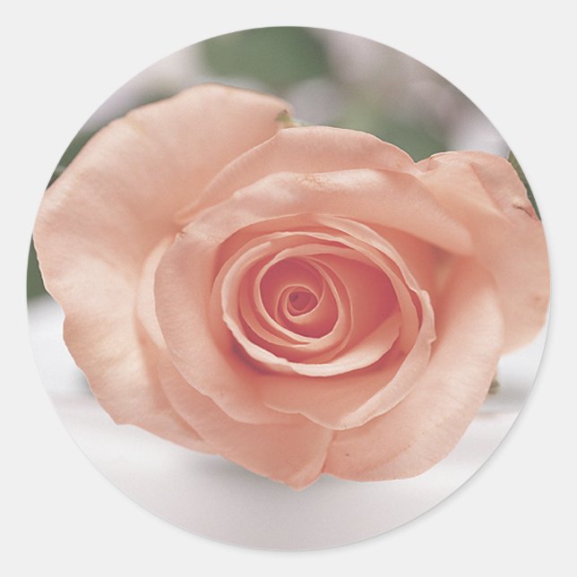 Pink Rose invitation stickers (Front)