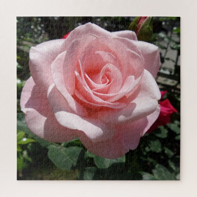 Pink Rose Jigsaw Puzzle,676 pcs Puzzle (Vertical)