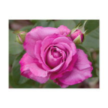 Pink Rose jjhelene Postcard Design