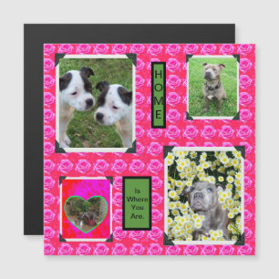 Pink Rose Kisses With Staffordshire Bull Terriers,