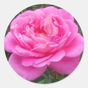 Pink Rose 'Leonardo Da Vinci'   Classic Round Sticker
