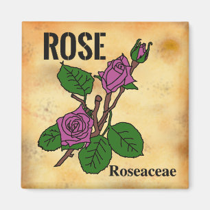 Pink Rose line art aged paper style Magnet