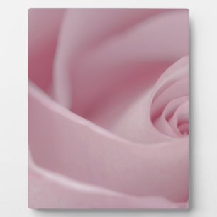 Pink Rose Macro Plaque
