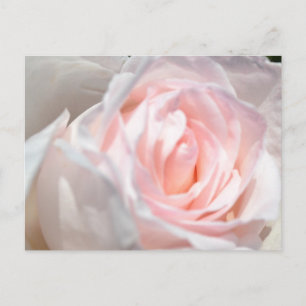Pink Rose Macro Postcard