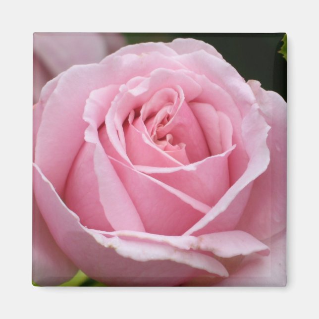 Pink Rose Magnet (Front)