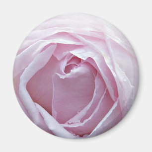 Pink rose magnet