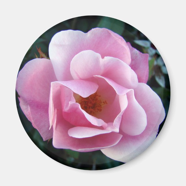 Pink Rose Magnet (Front)