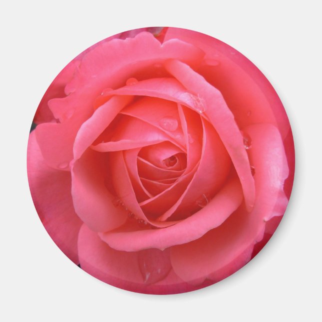 Pink Rose Magnet Pink Rose Gifts Keepsake Decor (Front)